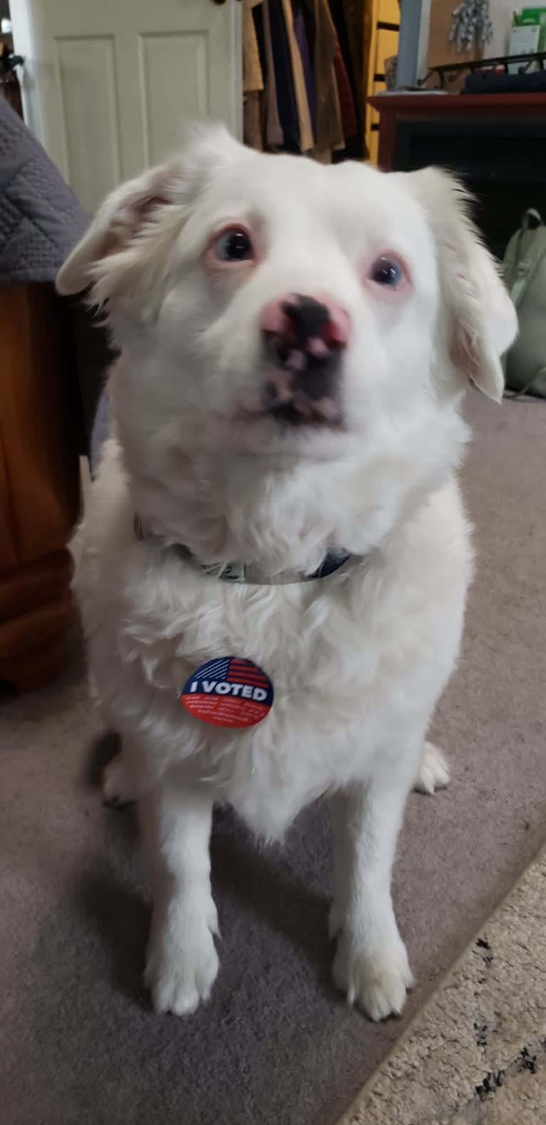 Kimba, an Australian Shepherd tested with EmbarkVet.com