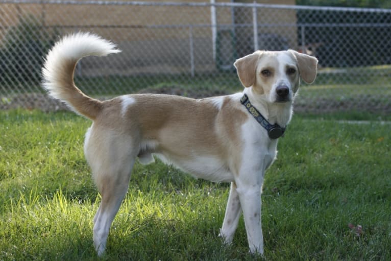 Charlie, a Beagle and Australian Shepherd mix tested with EmbarkVet.com