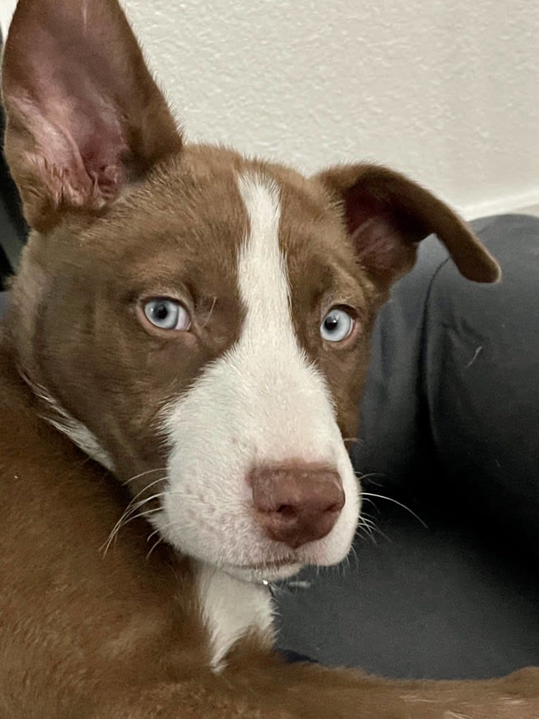 Sabine, a Siberian Husky and American Pit Bull Terrier mix tested with EmbarkVet.com