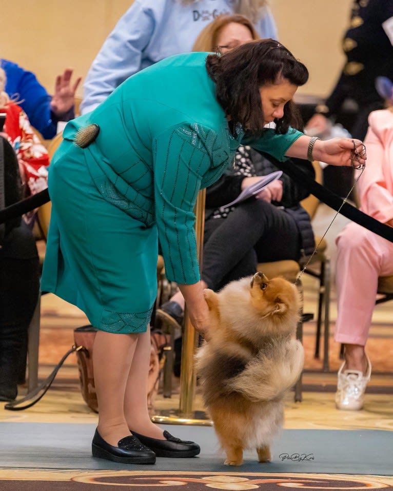 Tank, a Pomeranian tested with EmbarkVet.com