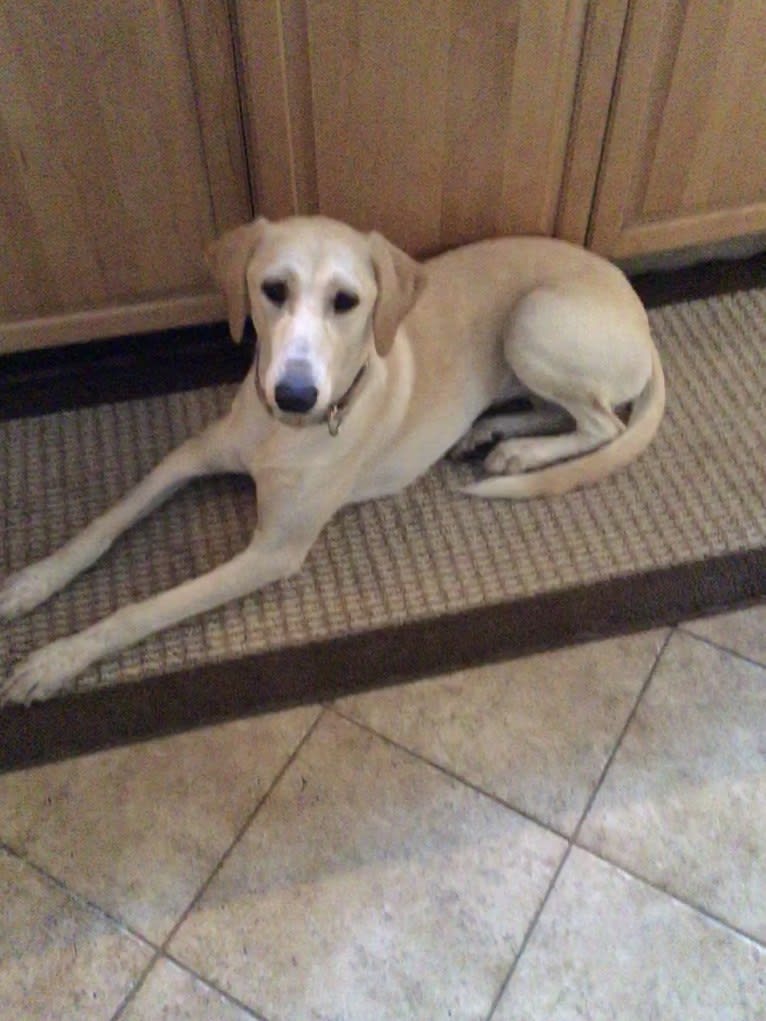 Molly, an Arabian Village Dog and Saluki mix tested with EmbarkVet.com