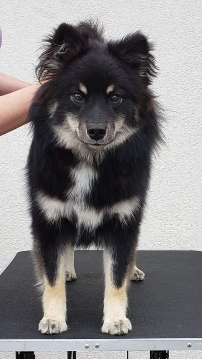 Treya, a Finnish Lapphund tested with EmbarkVet.com