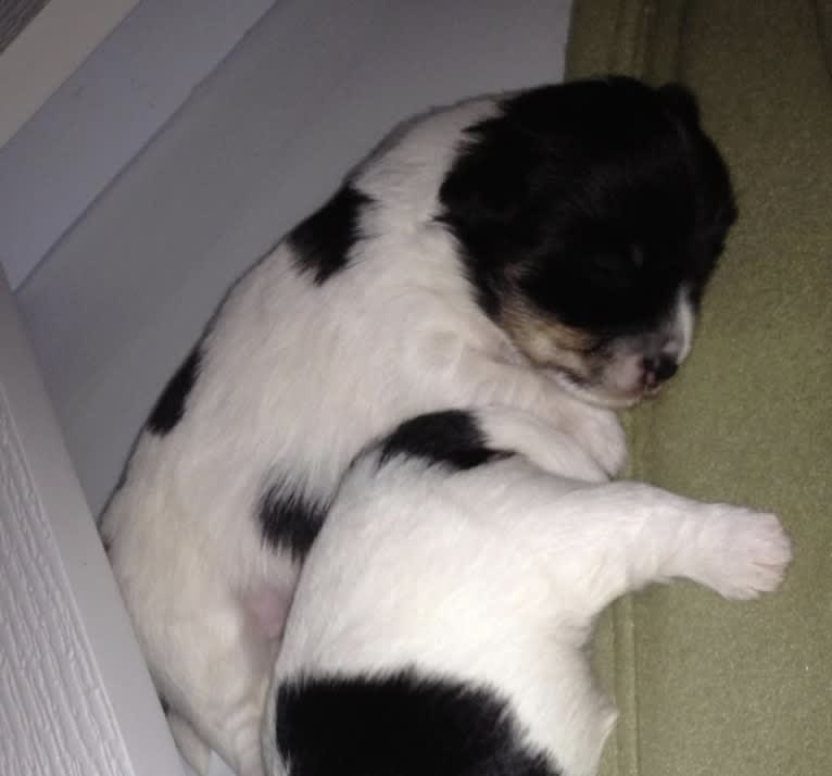 Phoenix, a Coton de Tulear tested with EmbarkVet.com