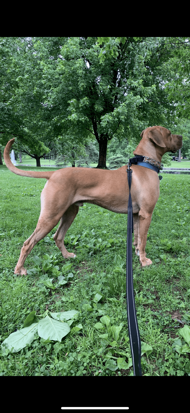 Marco, a Boerboel and American Pit Bull Terrier mix tested with EmbarkVet.com