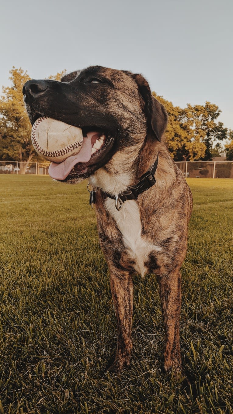 Zeus, a Labrador Retriever and Boxer mix tested with EmbarkVet.com