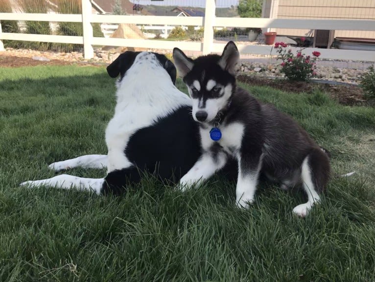 Drake Flynn, a Siberian Husky tested with EmbarkVet.com