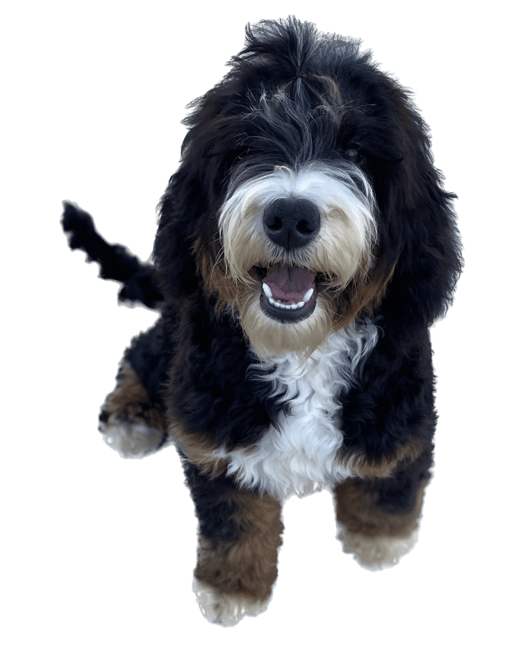 Birdie, a Bernedoodle tested with EmbarkVet.com