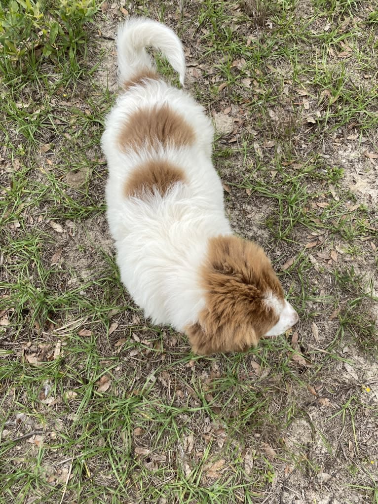 Mascha, a Karakachan tested with EmbarkVet.com