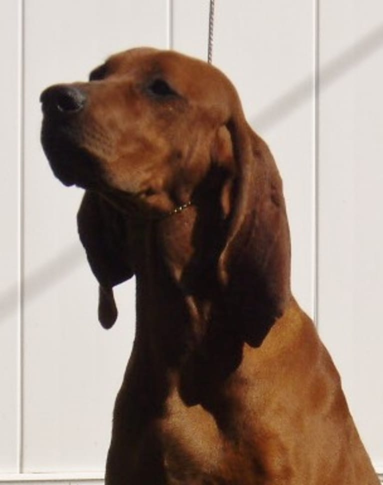 PARIS, a Redbone Coonhound tested with EmbarkVet.com