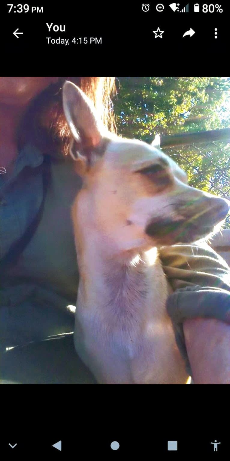 Shea, a Chihuahua and Rat Terrier mix tested with EmbarkVet.com