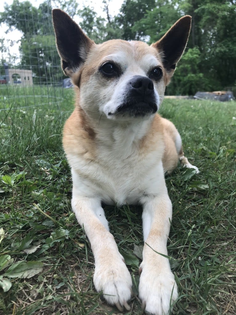 Frankie, a Chihuahua and Miniature Pinscher mix tested with EmbarkVet.com