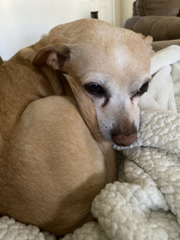 Mr. Jiggles, a Chihuahua and Russell-type Terrier mix tested with EmbarkVet.com