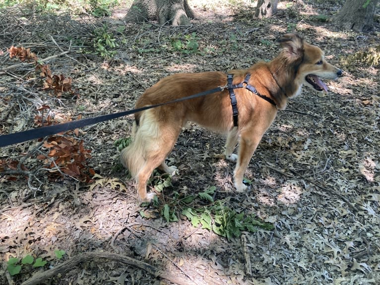 Einstein, a Great Pyrenees and American Pit Bull Terrier mix tested with EmbarkVet.com