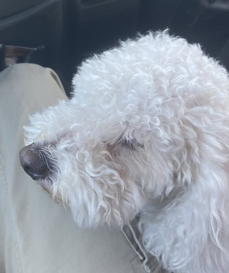 Pax, a Poodle (Small) and Cocker Spaniel mix tested with EmbarkVet.com