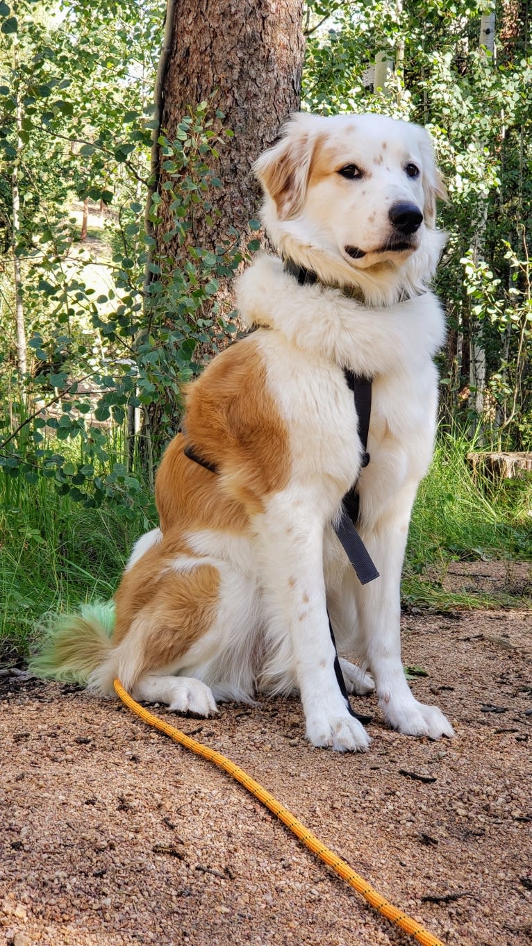 Photo of Leilo, a Great Pyrenees, Australian Shepherd, Australian Cattle Dog, and Golden Retriever mix in Yoder, Colorado, USA