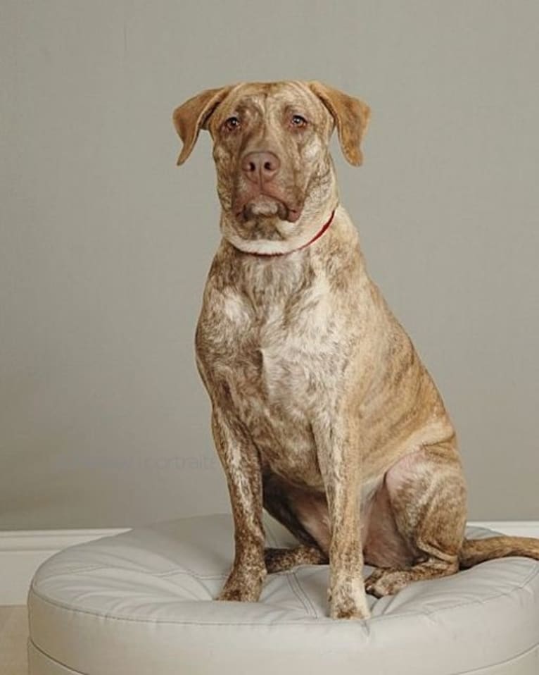 Athena, a Labrador Retriever and American Pit Bull Terrier mix tested with EmbarkVet.com