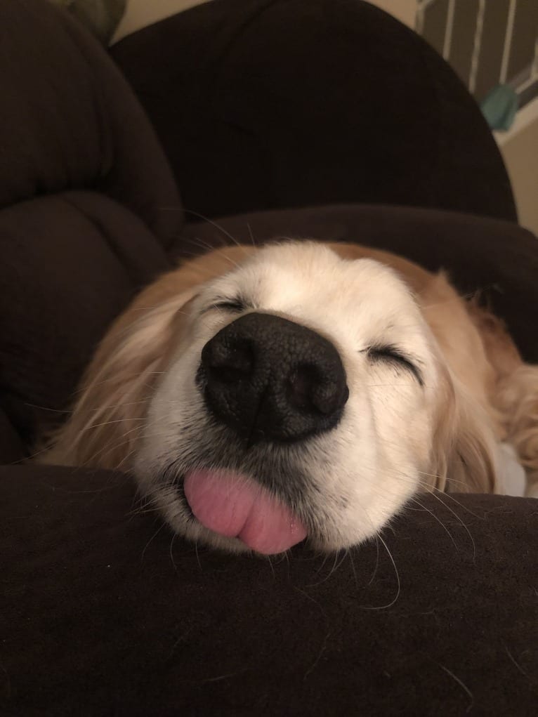 Jericho, a Golden Retriever and Shih Tzu mix tested with EmbarkVet.com