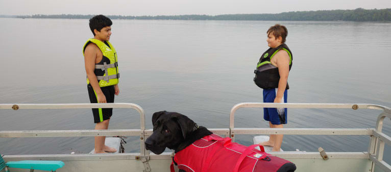 Ottis, a Perro de Presa Canario and English Springer Spaniel mix tested with EmbarkVet.com