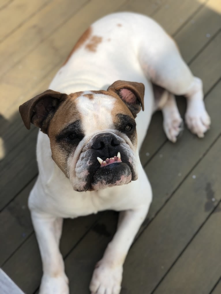 Hank, a Bulldog tested with EmbarkVet.com