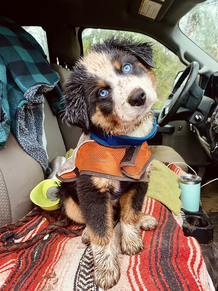 Oliver Webster, an Australian Shepherd tested with EmbarkVet.com