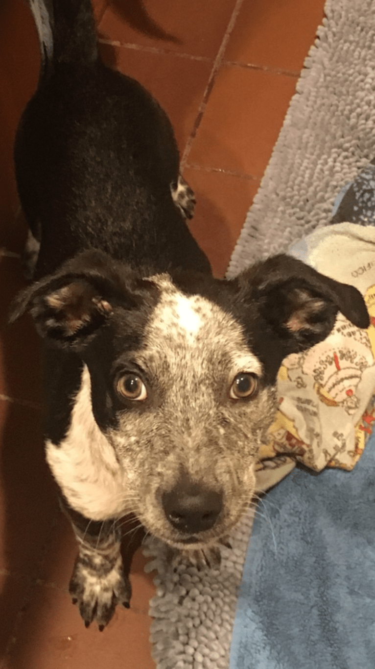 Jasper, an Australian Cattle Dog and Chihuahua mix tested with EmbarkVet.com