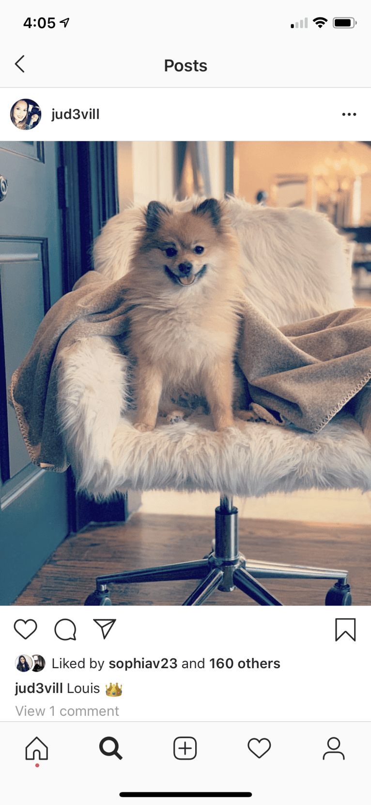 Louis, a Pomeranian tested with EmbarkVet.com