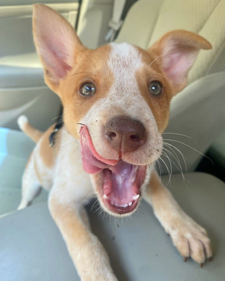 Lou, an Australian Cattle Dog and Australian Shepherd mix tested with EmbarkVet.com