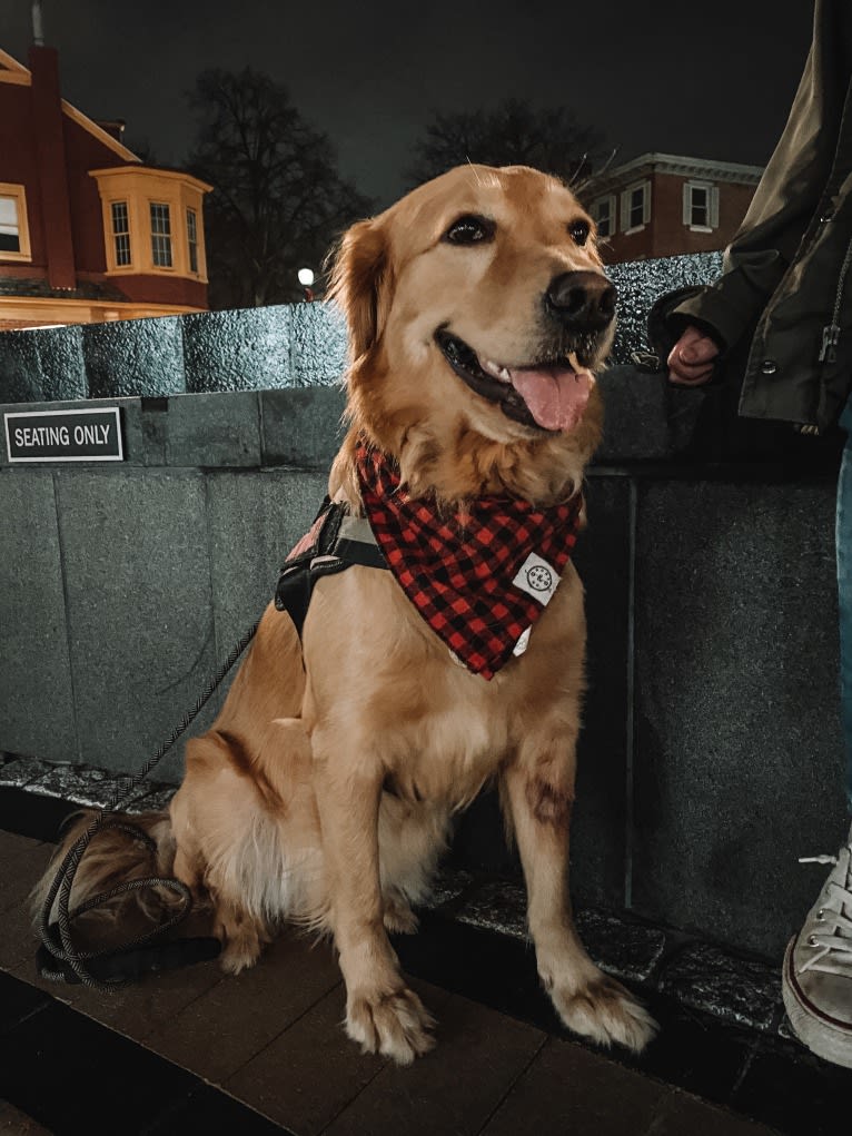 Marley, a Golden Retriever tested with EmbarkVet.com