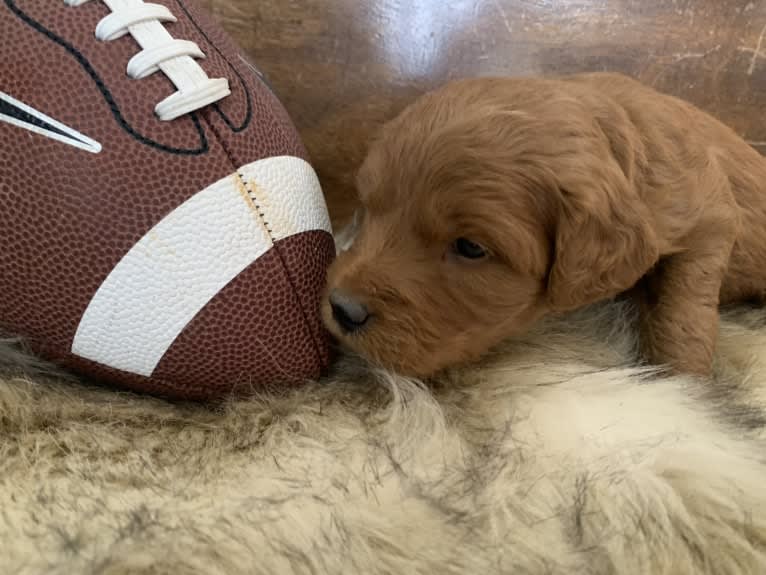 Gray Collar, a Goldendoodle tested with EmbarkVet.com