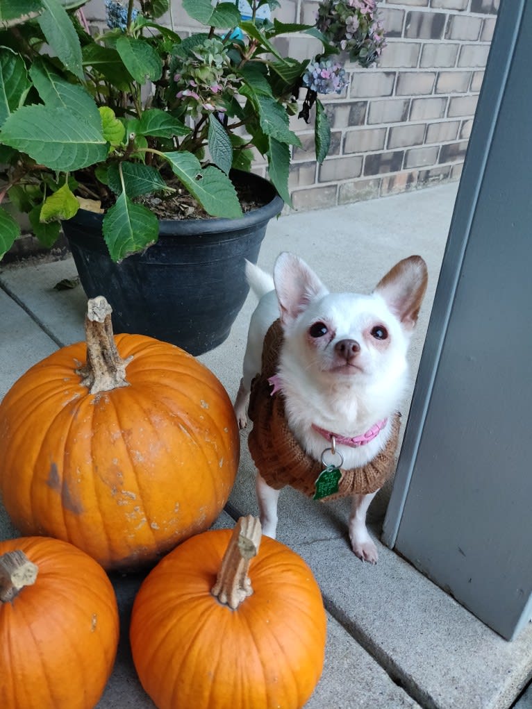 Hannah Joy, a Chihuahua and Papillon mix tested with EmbarkVet.com