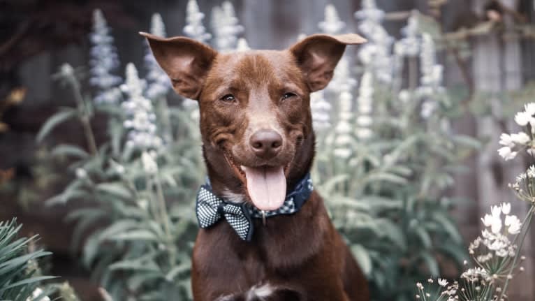 Ollie, an American Pit Bull Terrier and Beagle mix tested with EmbarkVet.com