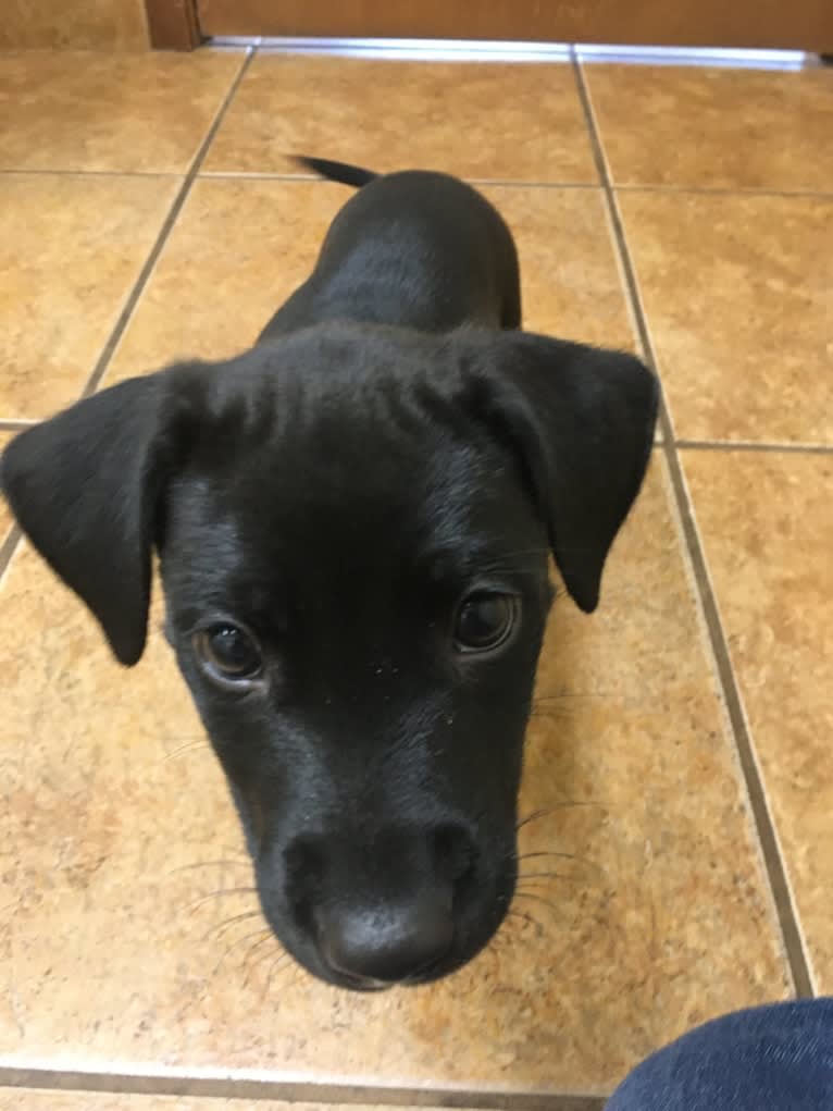 Theo, a Dalmatian and German Shepherd Dog mix tested with EmbarkVet.com