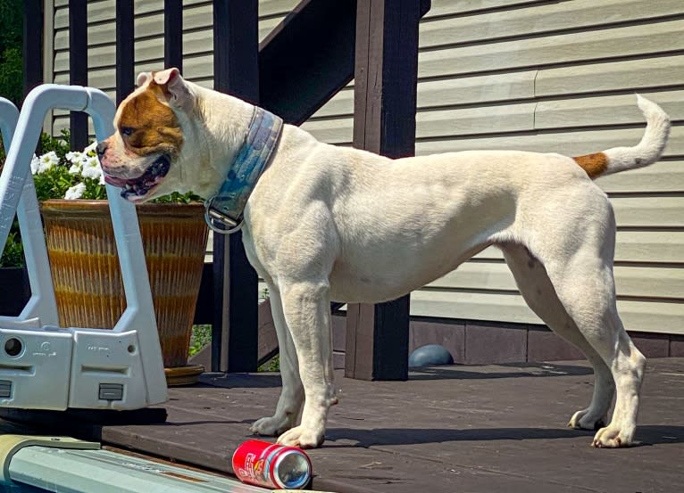 Mac’s Buckin’ Bitch AKA Annie Oakley, an American Bulldog tested with EmbarkVet.com
