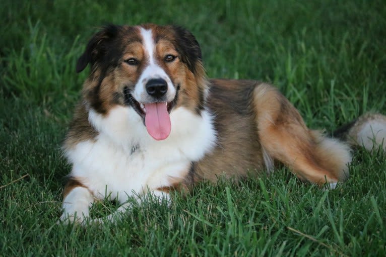 Mesa, an English Shepherd tested with EmbarkVet.com