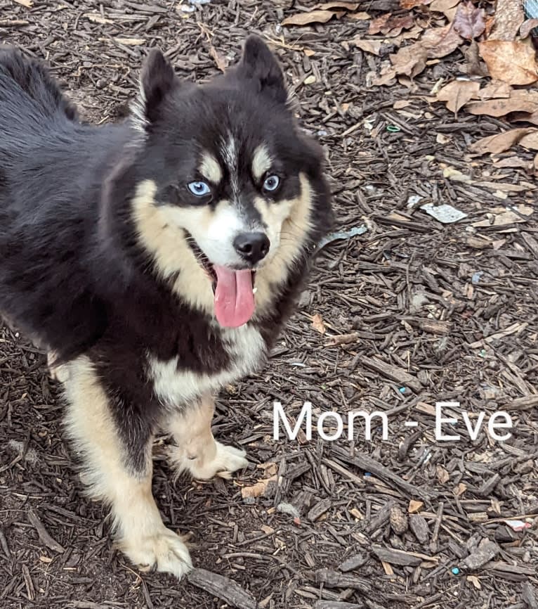 Eve, a Pomsky tested with EmbarkVet.com