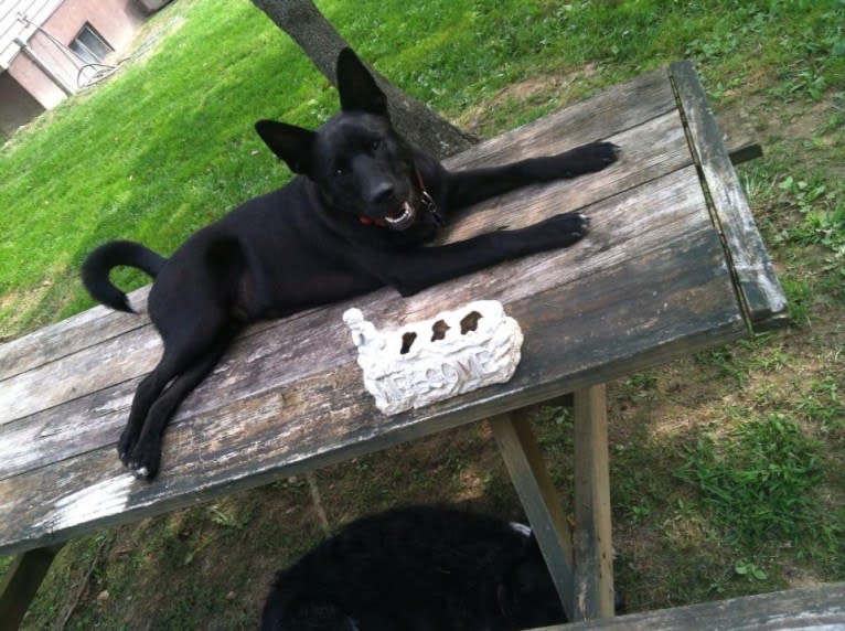 Amos, a Norwegian Elkhound and American Pit Bull Terrier mix tested with EmbarkVet.com