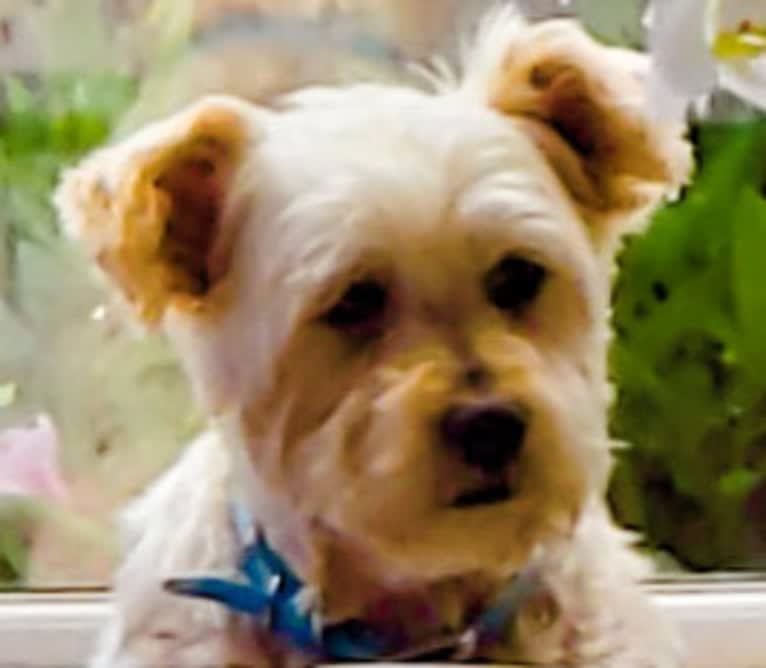 Bentley, a Yorkshire Terrier and Shih Tzu mix tested with EmbarkVet.com