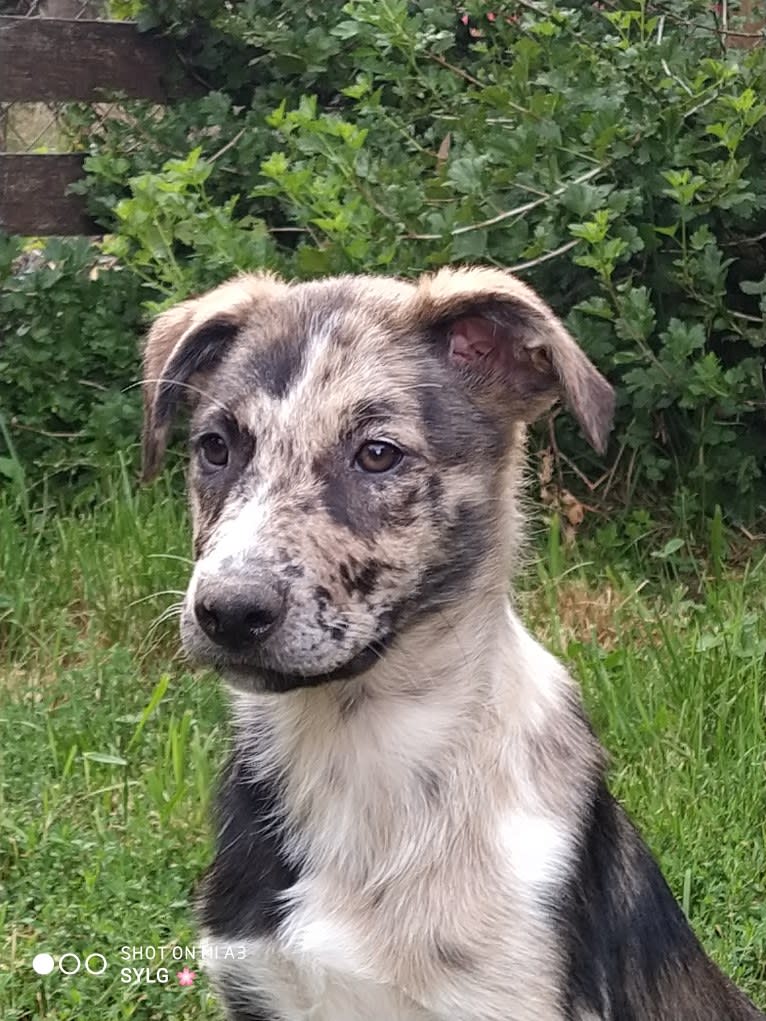 Embark Dog DNA Test SAVANE gallery