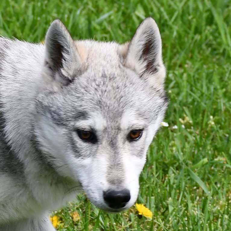 Dawn, a Czechoslovakian Vlcak and Siberian Husky mix tested with EmbarkVet.com