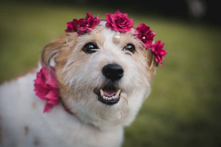 Pumpkin, a Shiba Inu and Shetland Sheepdog mix tested with EmbarkVet.com