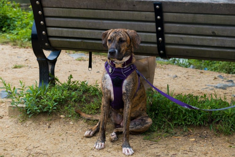 Lola, a Boxer and Labrador Retriever mix tested with EmbarkVet.com