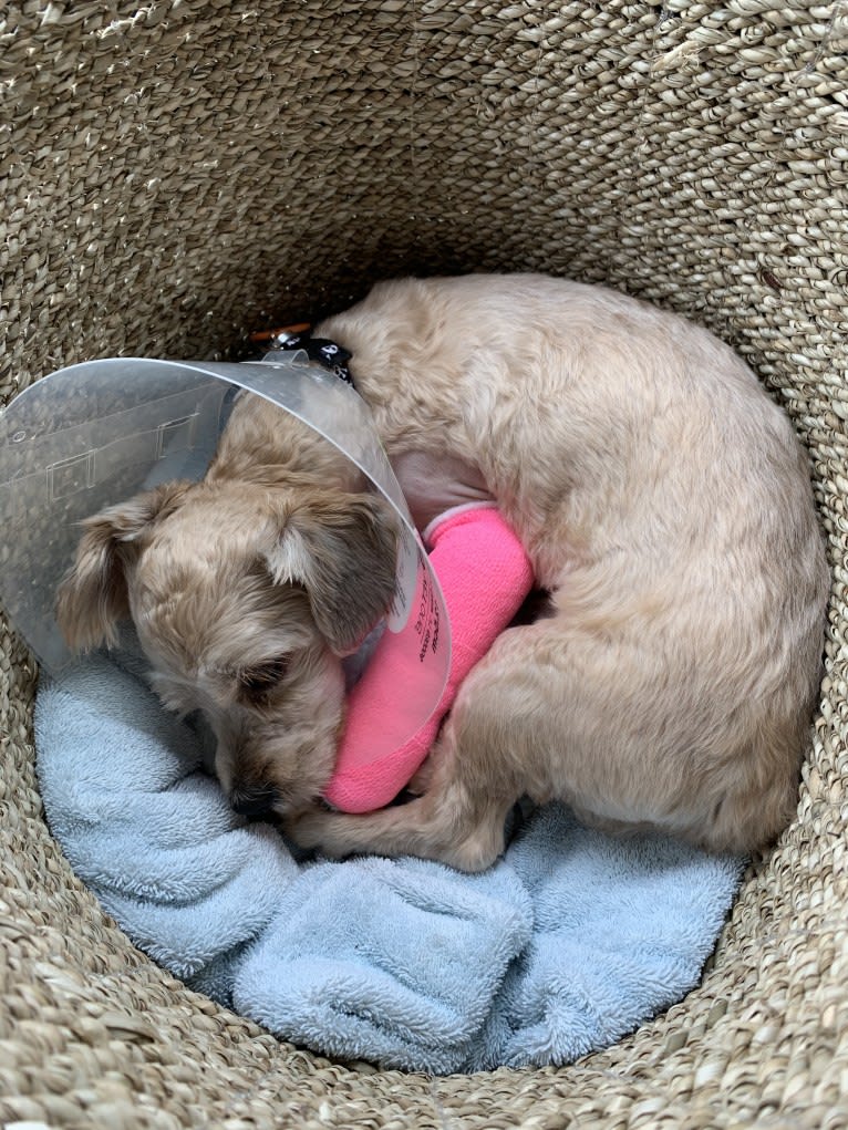 Gonta, a Yorkshire Terrier and Cocker Spaniel mix tested with EmbarkVet.com