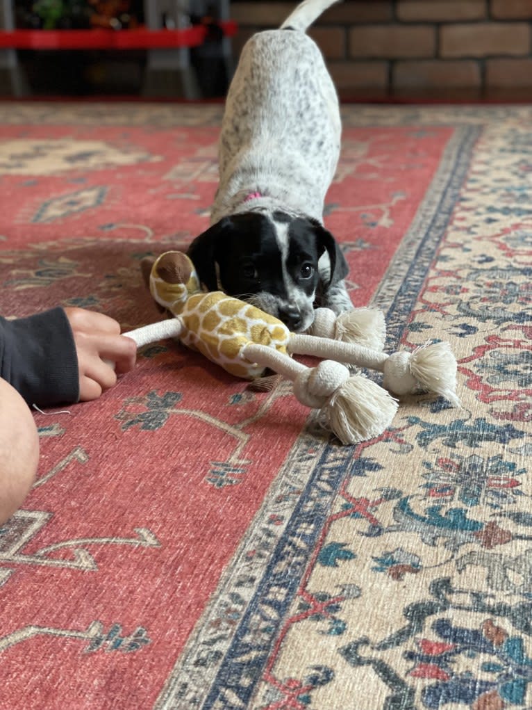 Opal, an American Pit Bull Terrier and German Shorthaired Pointer mix tested with EmbarkVet.com
