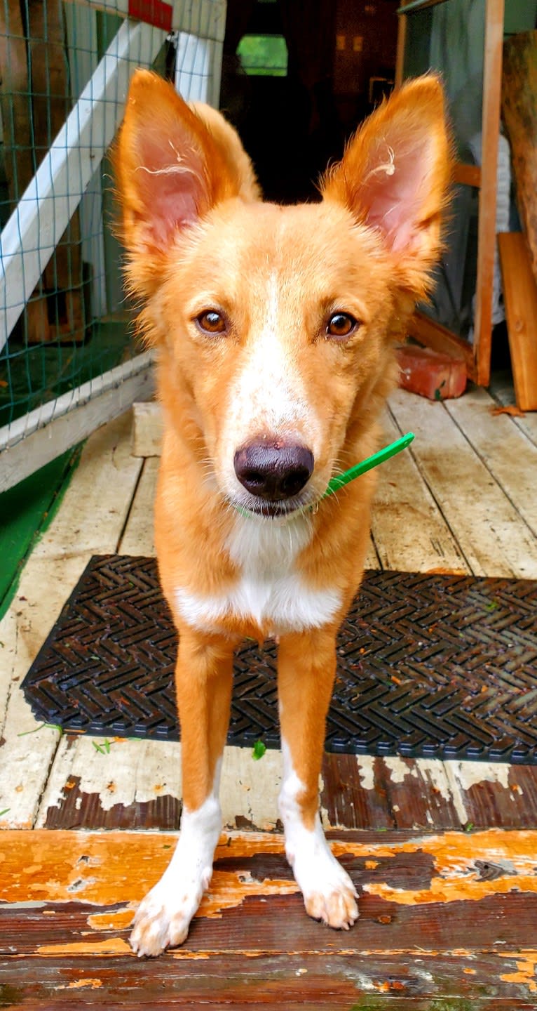 Antosha, an Arabian Village Dog tested with EmbarkVet.com