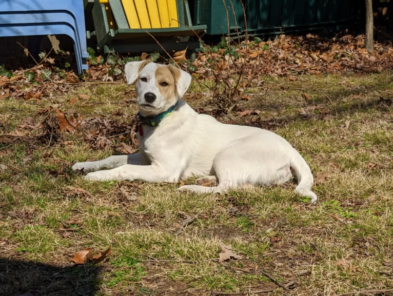 Hudson, an American Pit Bull Terrier and Great Pyrenees mix tested with EmbarkVet.com