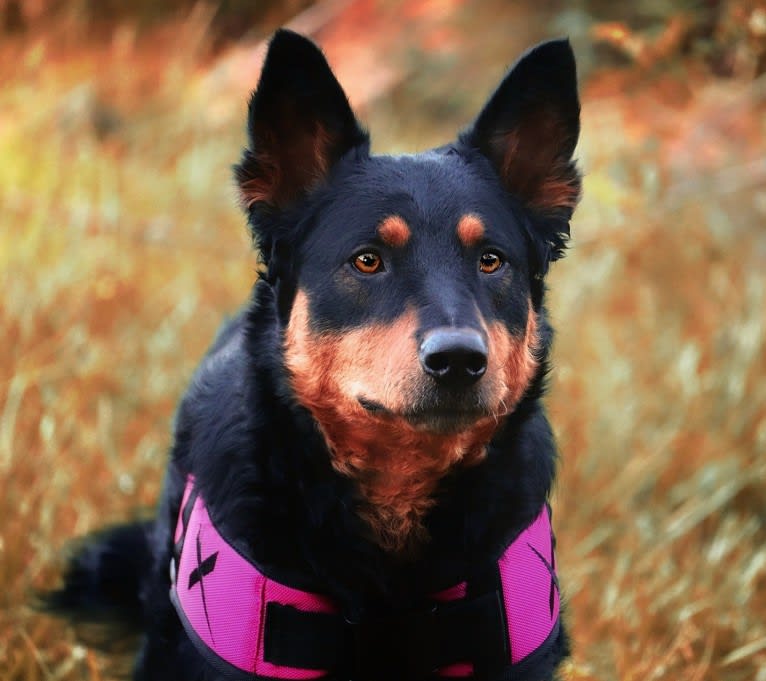 Astharoshe, an Australian Cattle Dog and Chow Chow mix tested with EmbarkVet.com