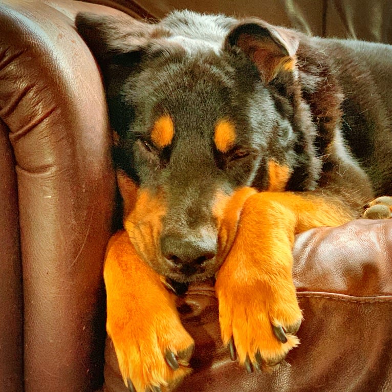 Bruno, a Rottweiler and Australian Cattle Dog mix tested with EmbarkVet.com