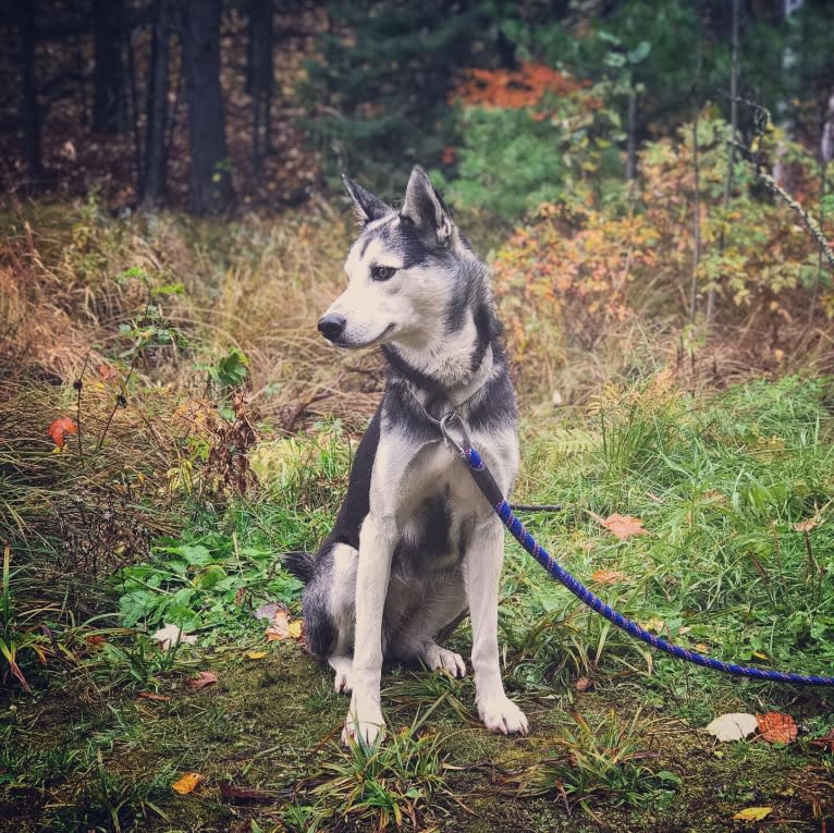 Juniper, a Siberian Husky tested with EmbarkVet.com