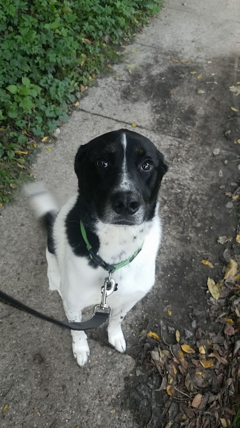 Trooper, a Labrador Retriever and Siberian Husky mix tested with EmbarkVet.com