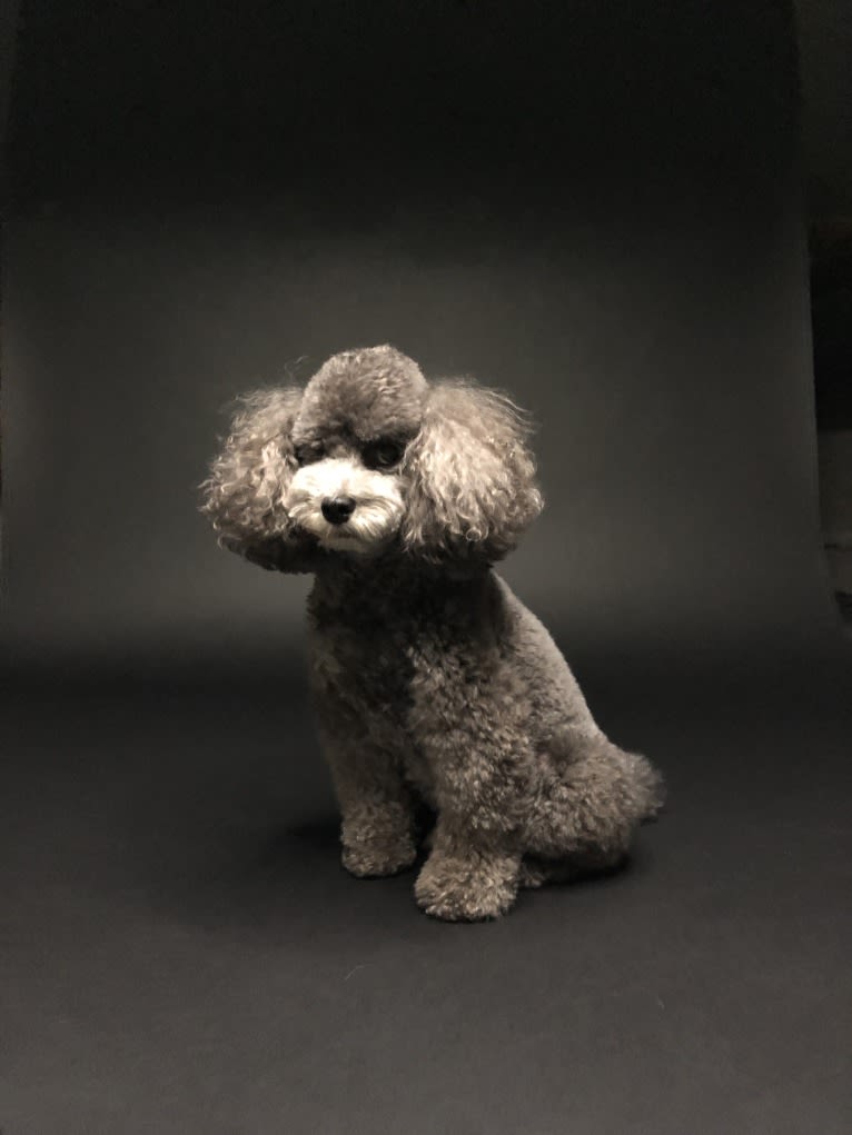 Roger, a Poodle (Small) tested with EmbarkVet.com